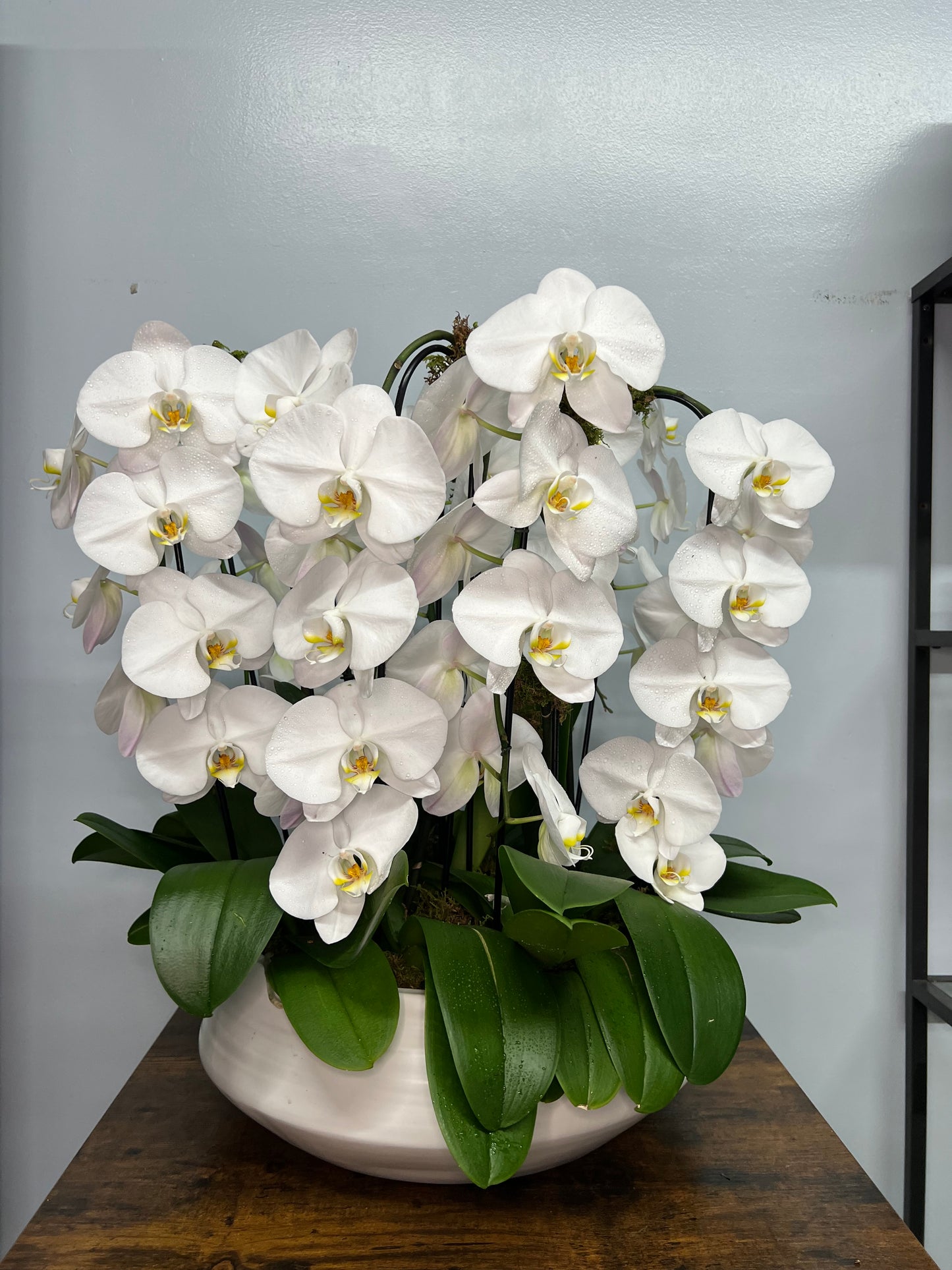 6 Stems White Orchid