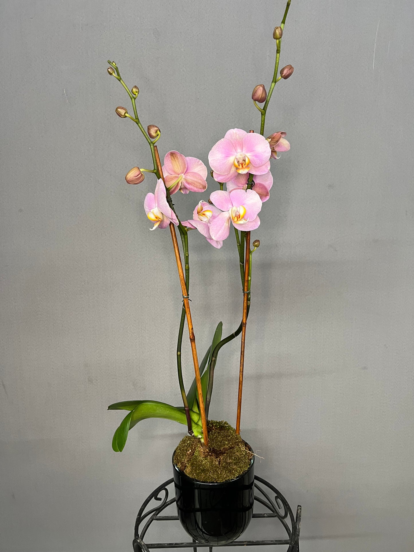 Peach Orchid