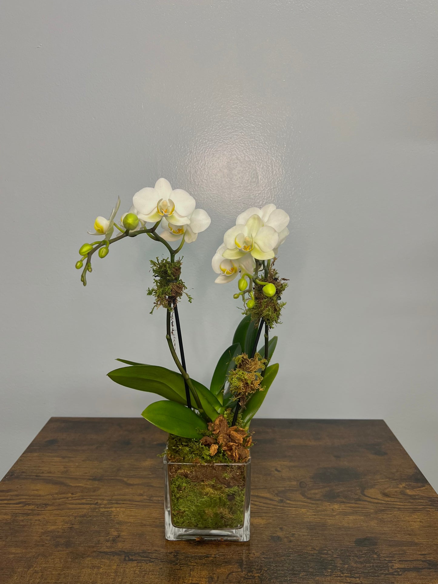 Double White Mini Orchid