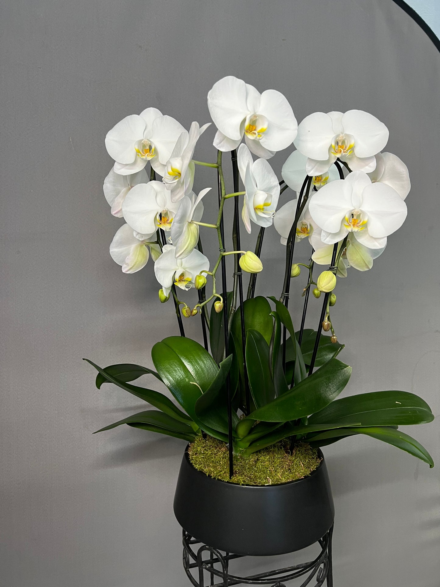 Triple White Cascading Orchid