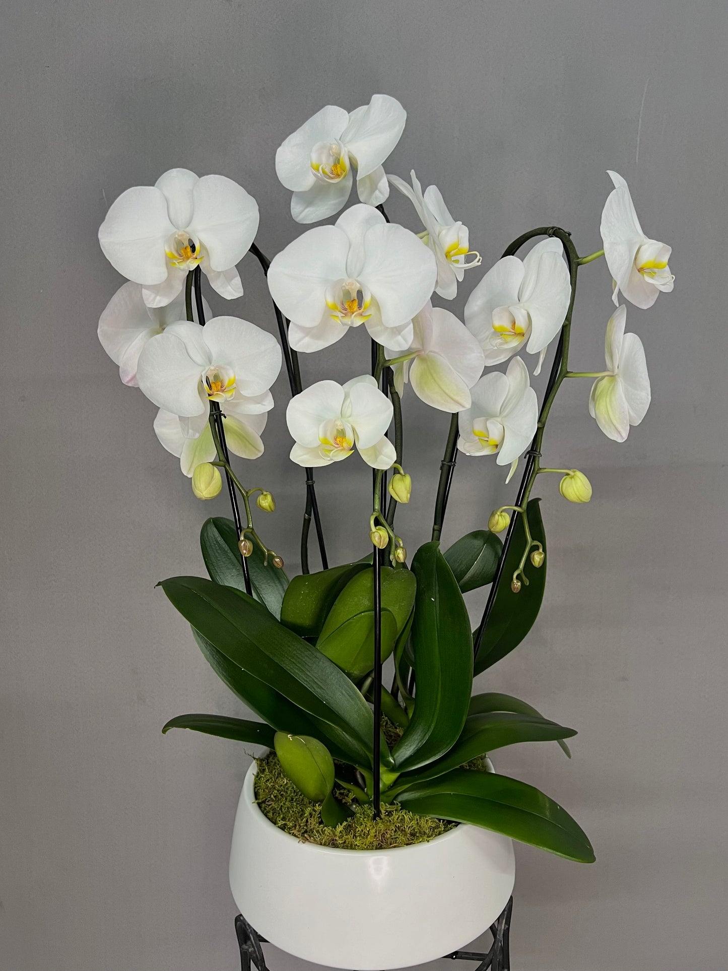 White Orchid