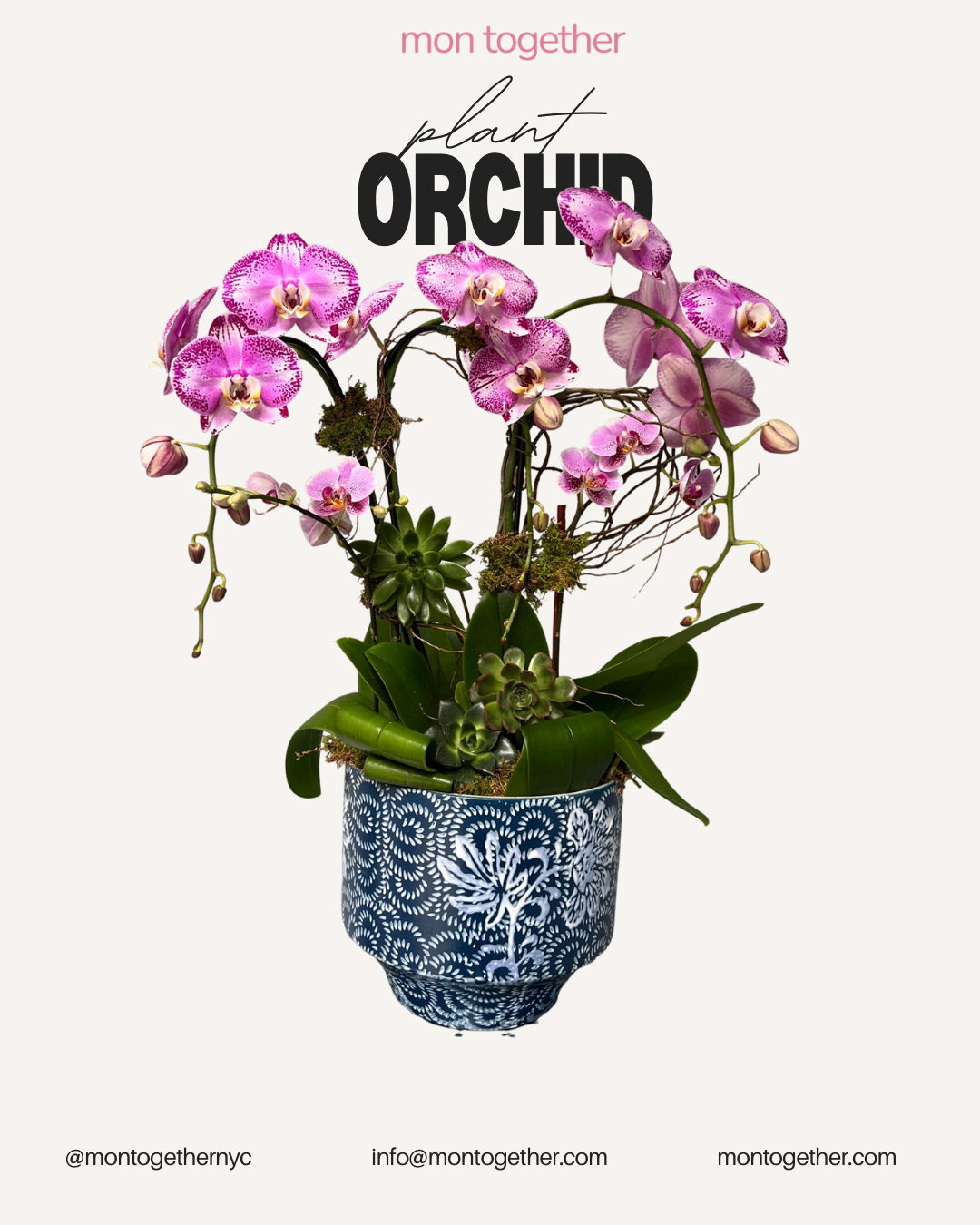 Purple Orchid with Succulent