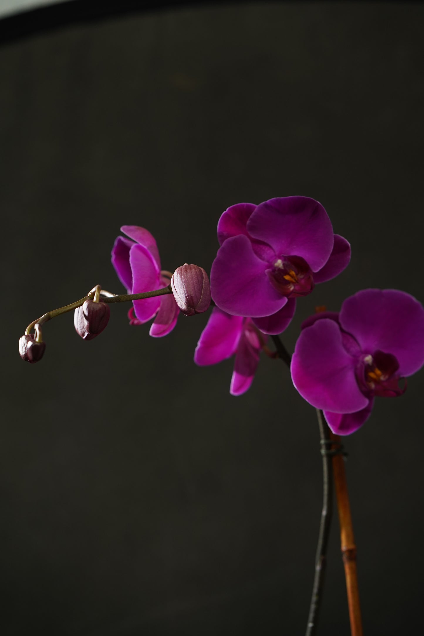 Purple Orchid
