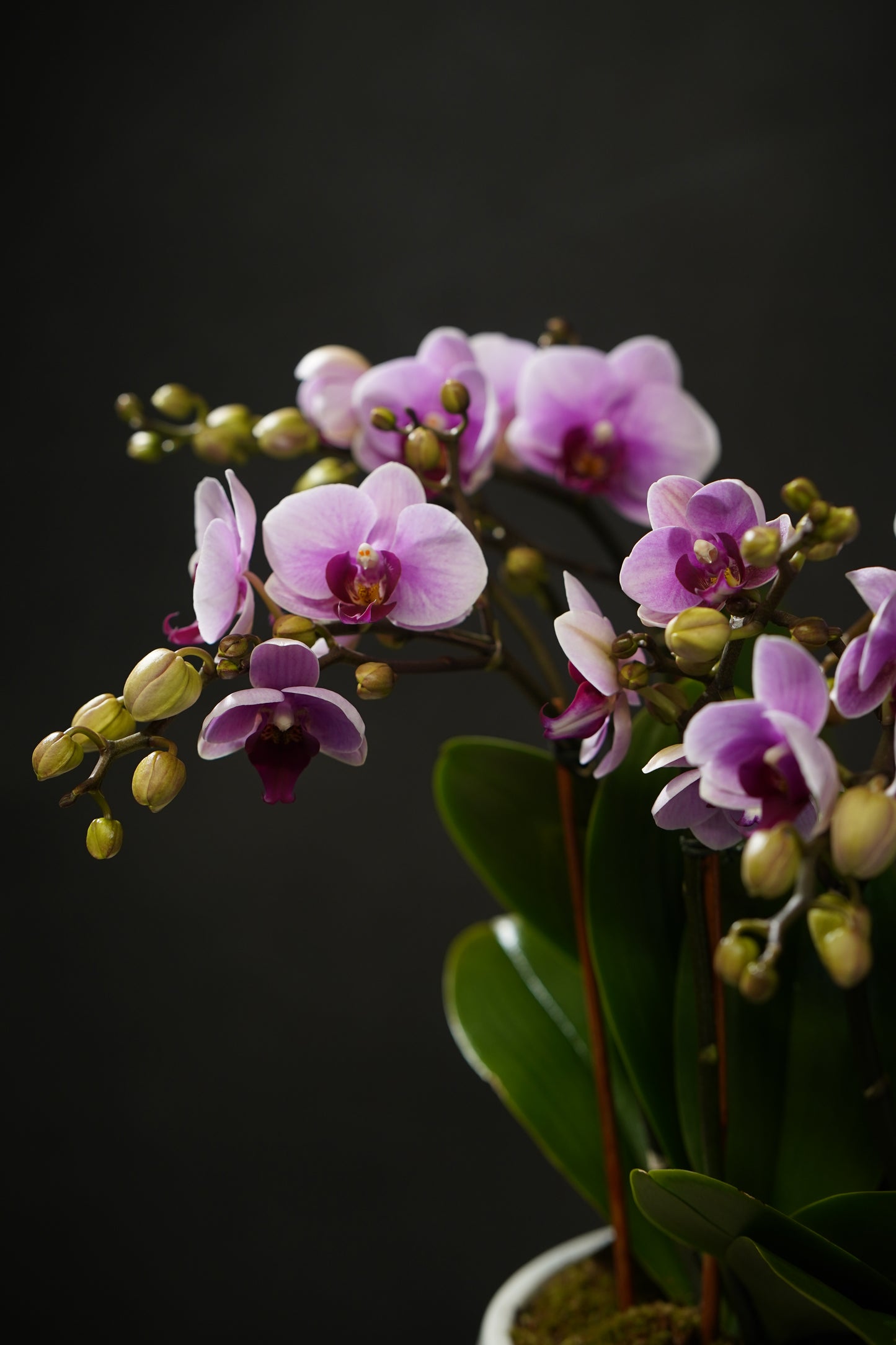 Mini Purple Orchid Garden