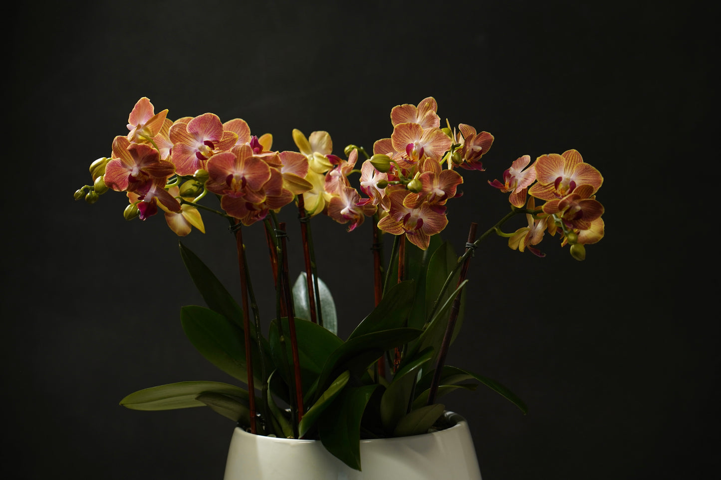 Mini Orange Orchid Garden