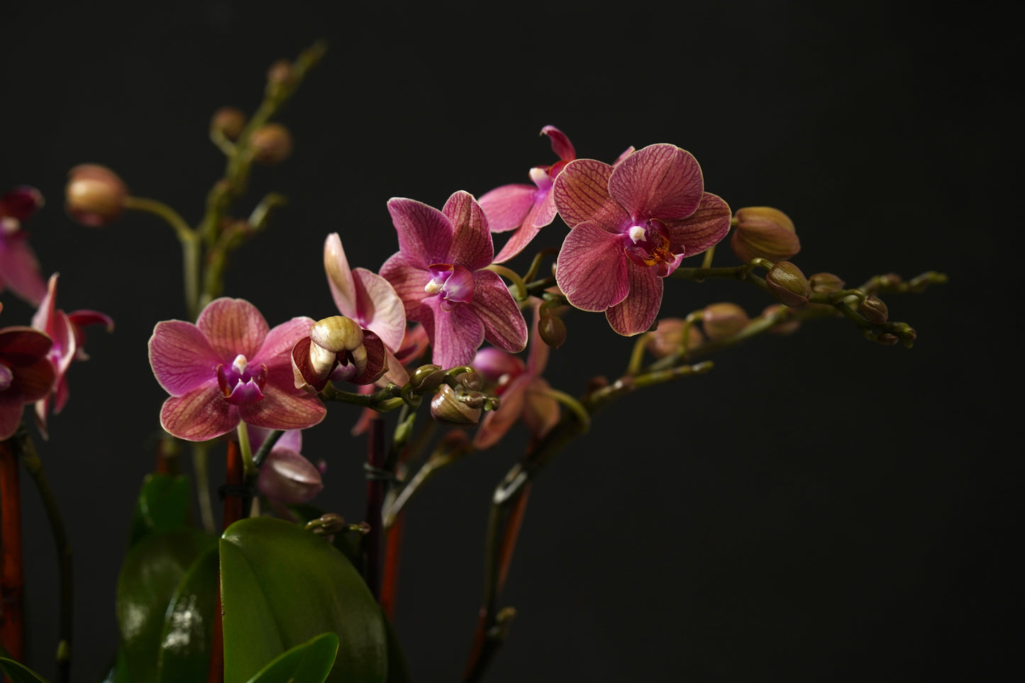 Mini Mauve Orchid Garden