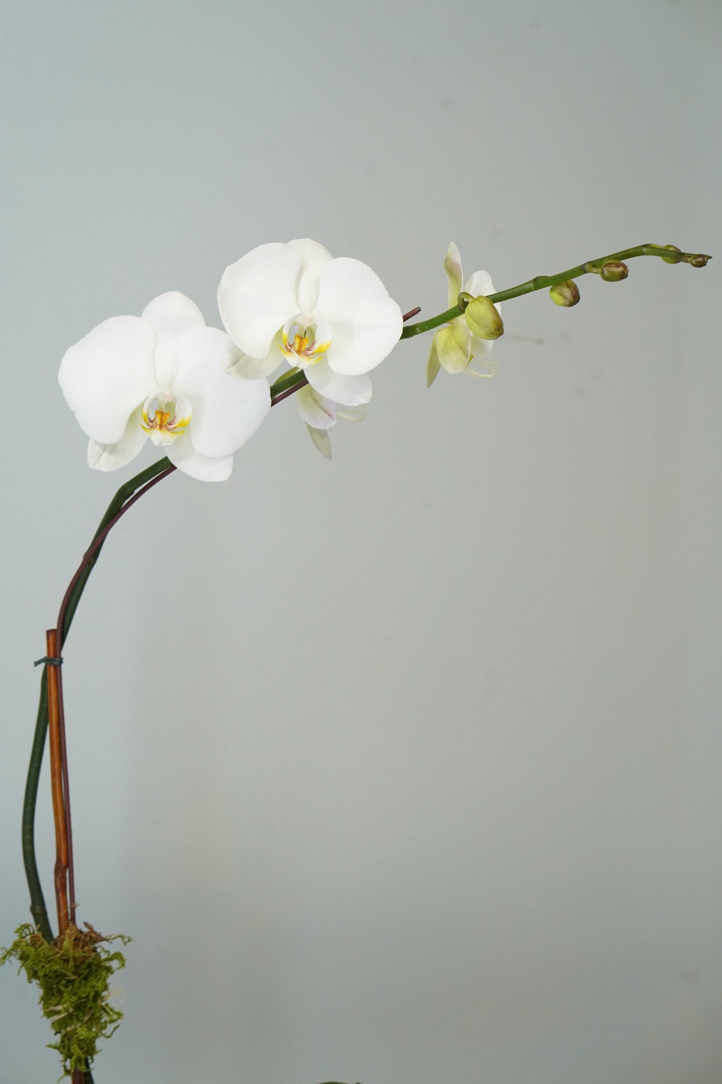 Single White Orchid