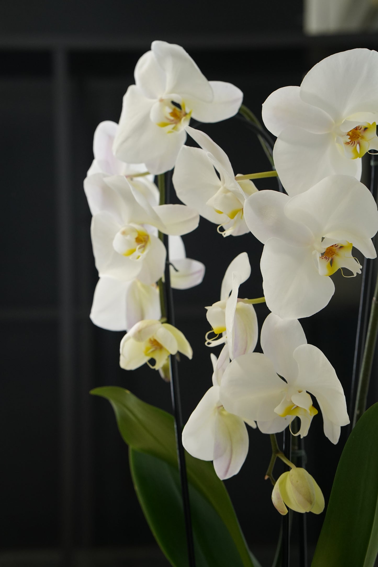 Double White Cascading Orchid