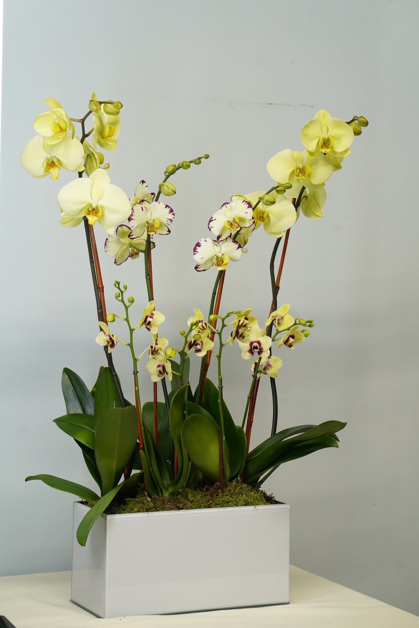Yellow Orchid Garden – Mixed Large & Mini