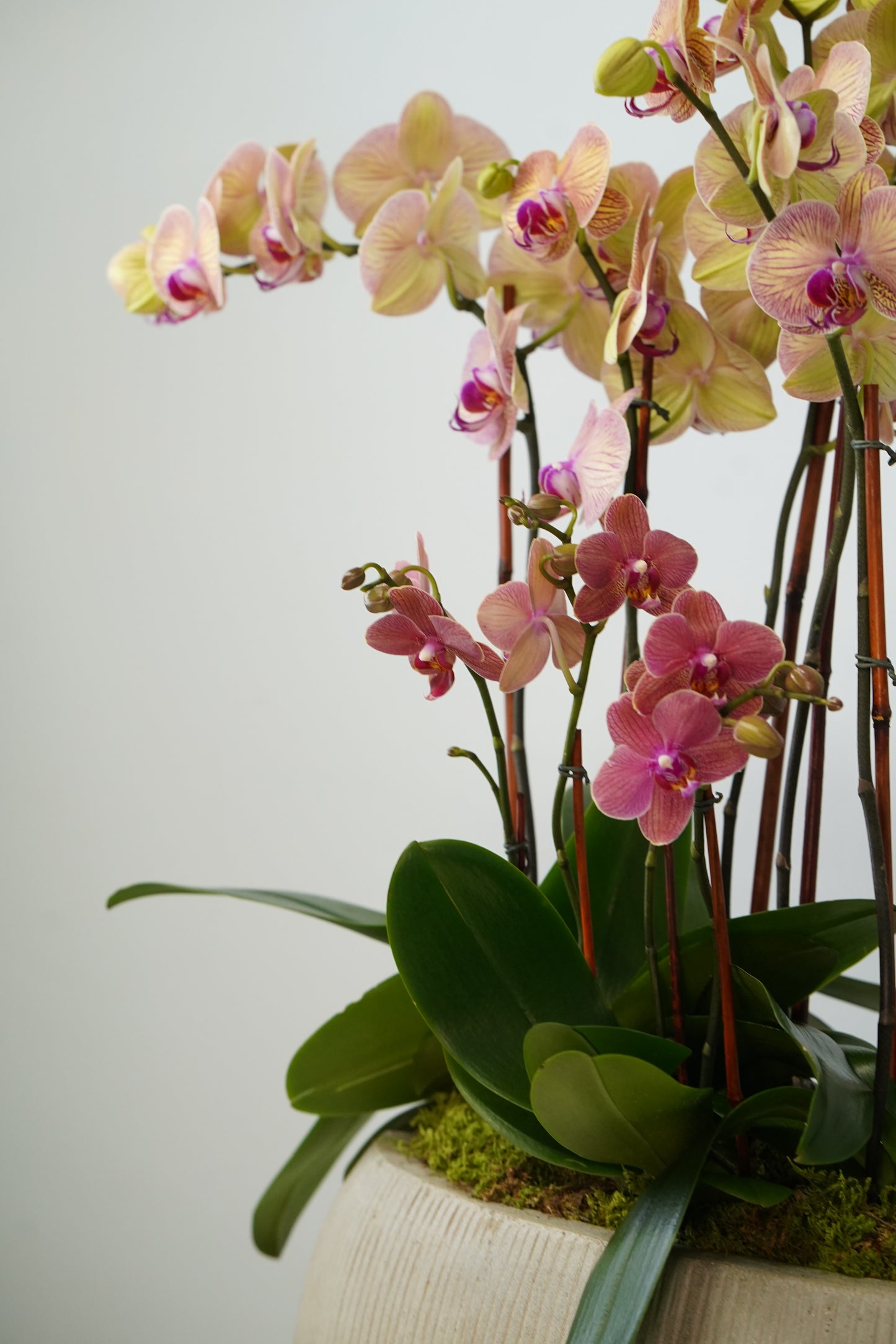 Mixed Peach, Yellow & Purple Orchids