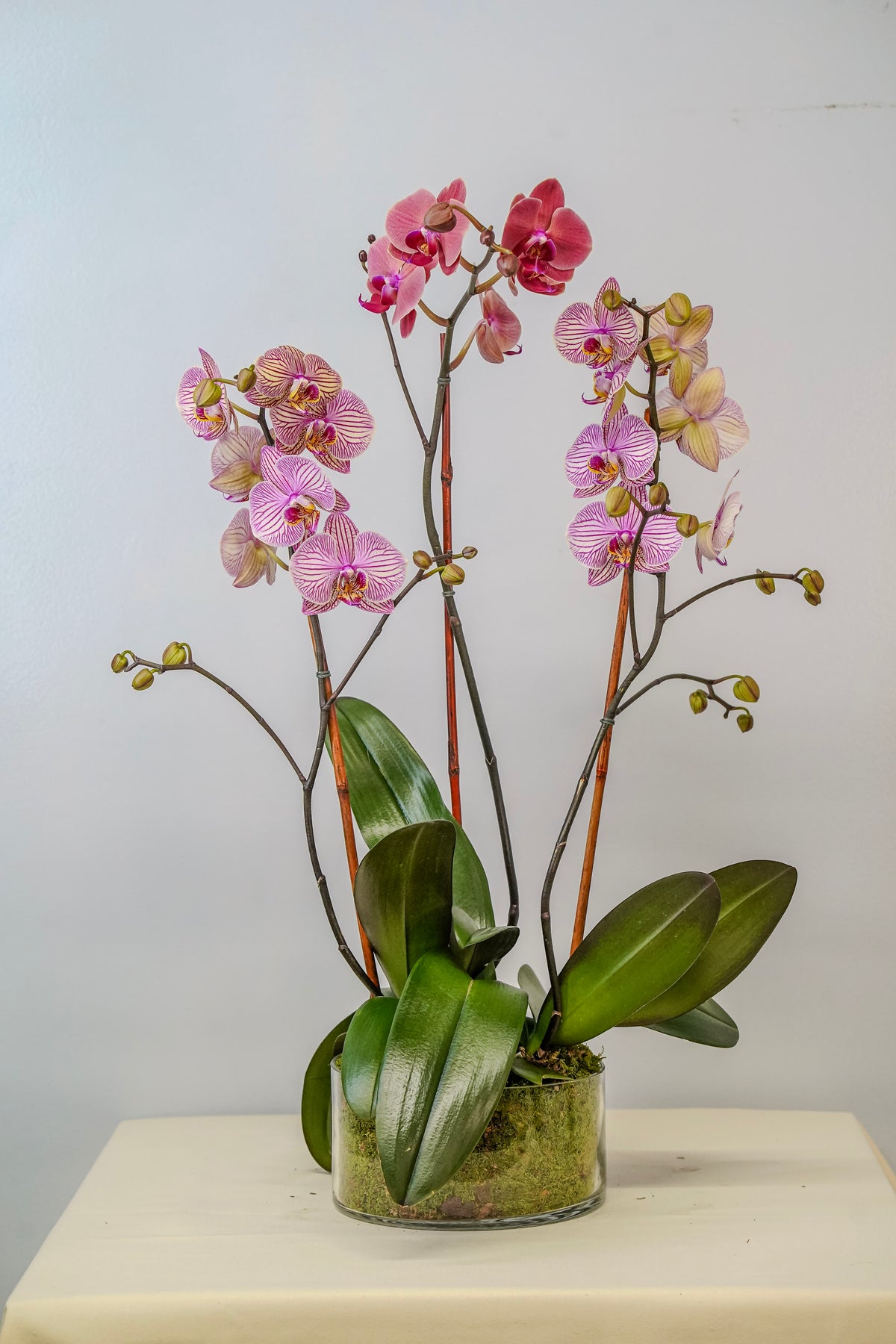 Peach Purple Orchid Deluxe
