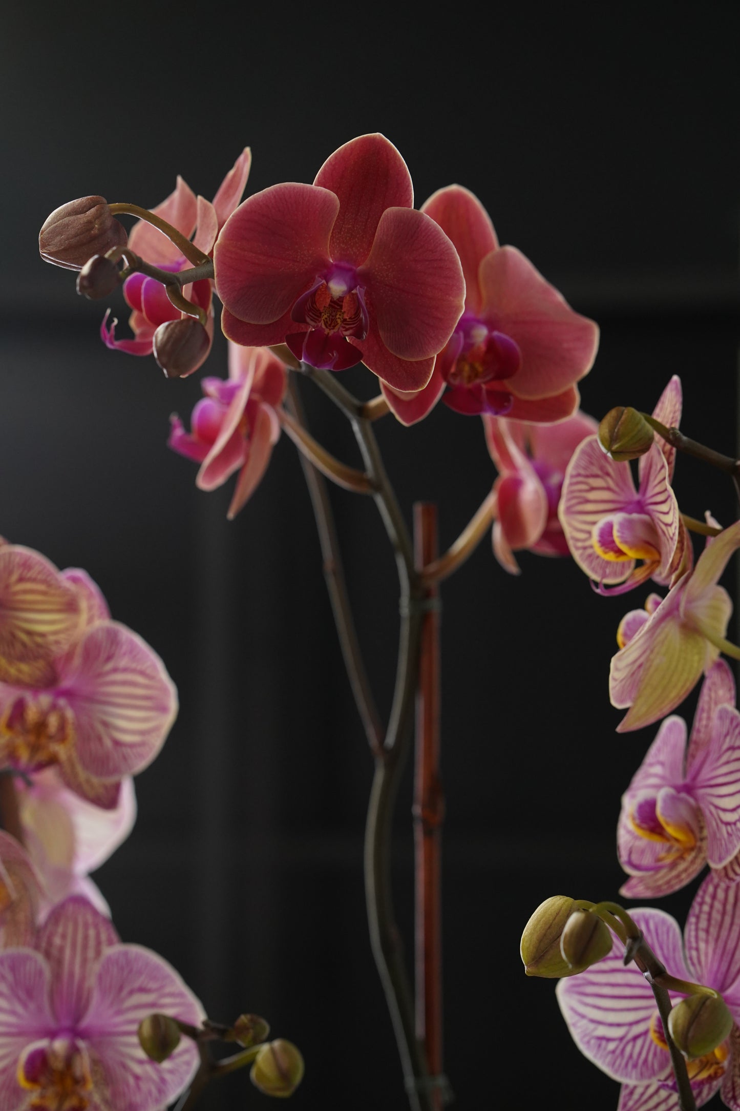 Triple Pink Orchid – Large Stems in Clear Vase