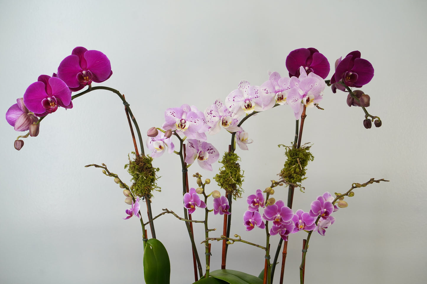 Purple Orchid Garden – Mixed Shades