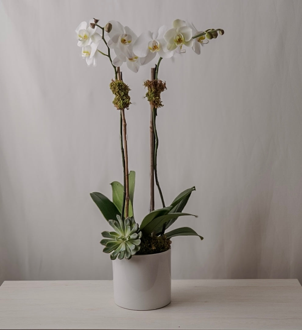 White Orchid Double