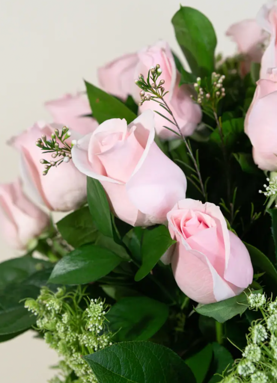 Pink Roses