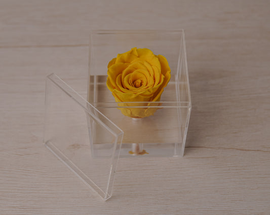 Preserved rose yellow