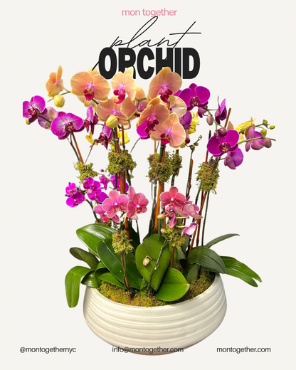 Peach Purple Orchid Garden