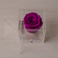 Preserved Rose — Plum