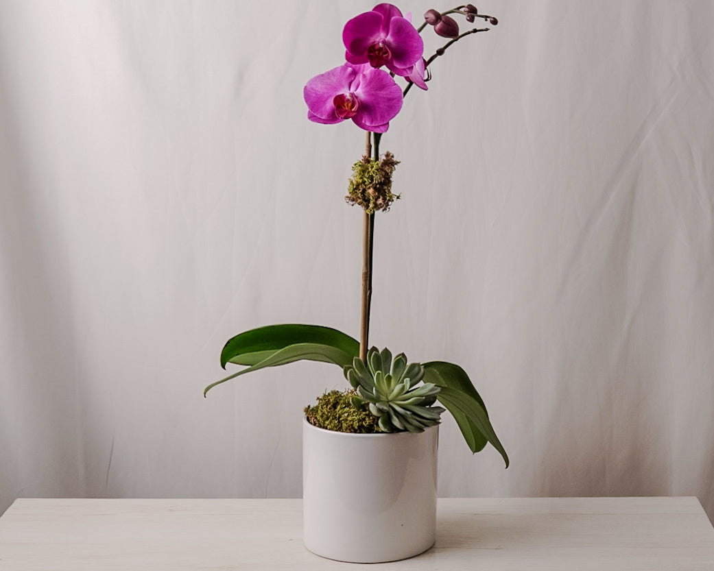 Purple Orchid Single