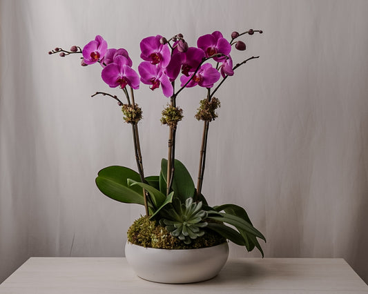 Purple Orchid Triple
