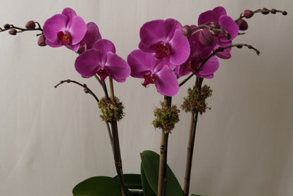 Purple Orchid Triple