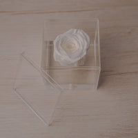 Preserved Rose — White