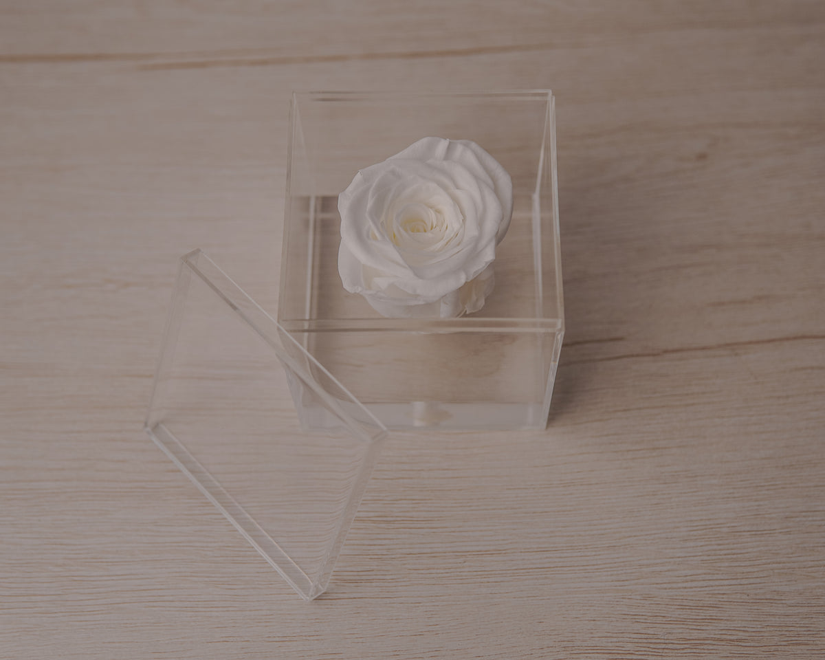 Preserved rose white