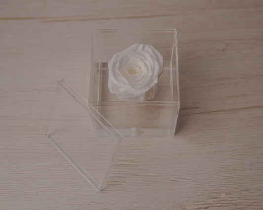 Preserved rose white