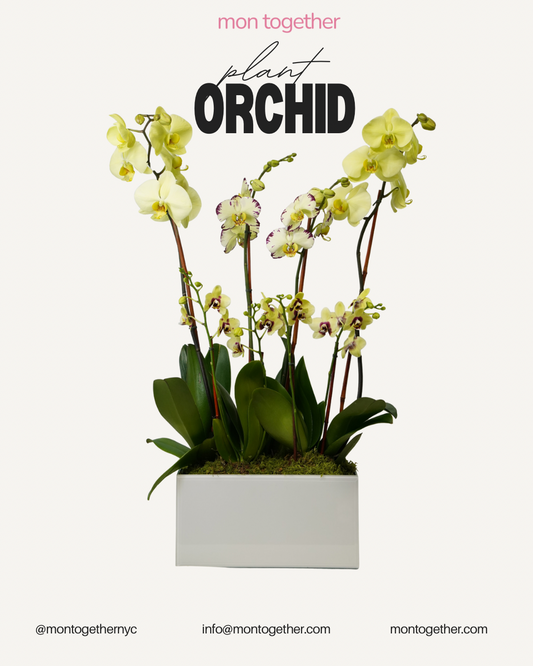 Yellow Orchid Garden – Mixed Large & Mini