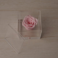 Preserved Rose — Pink