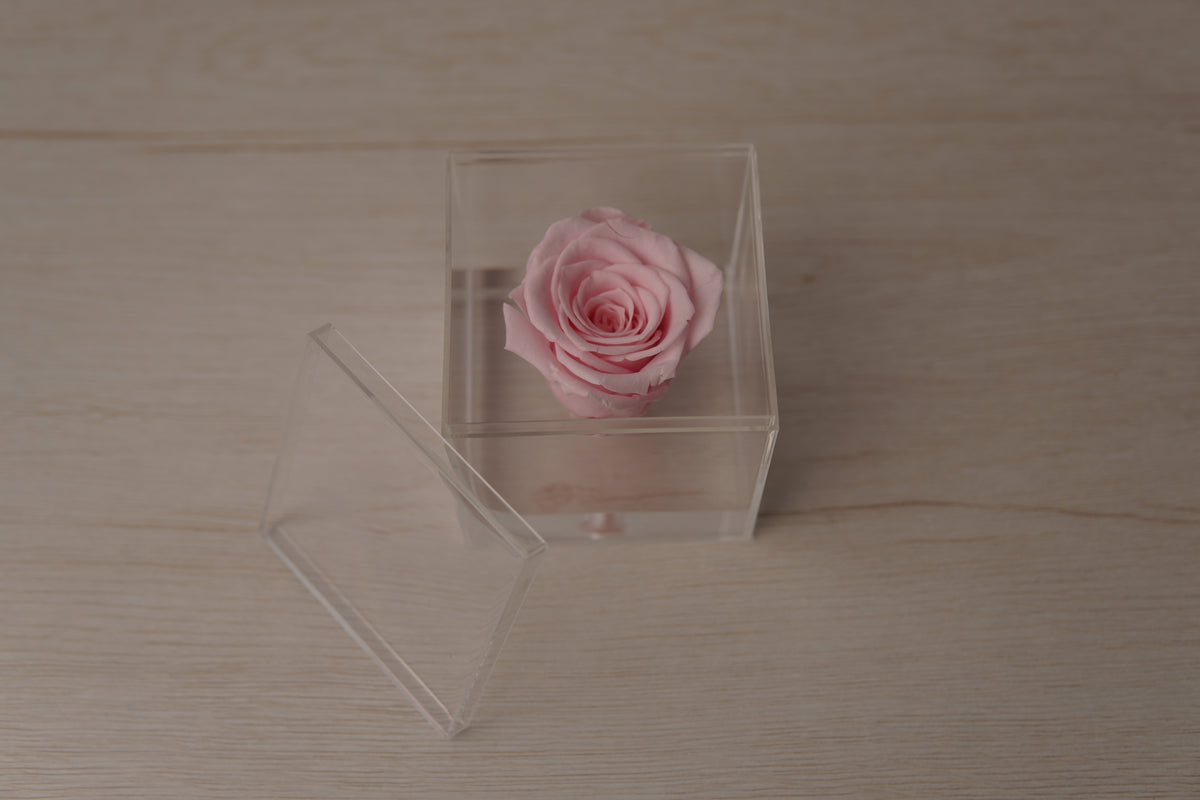 Preserved rose pink