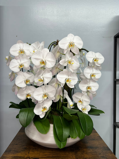 6 Stems White Orchid
