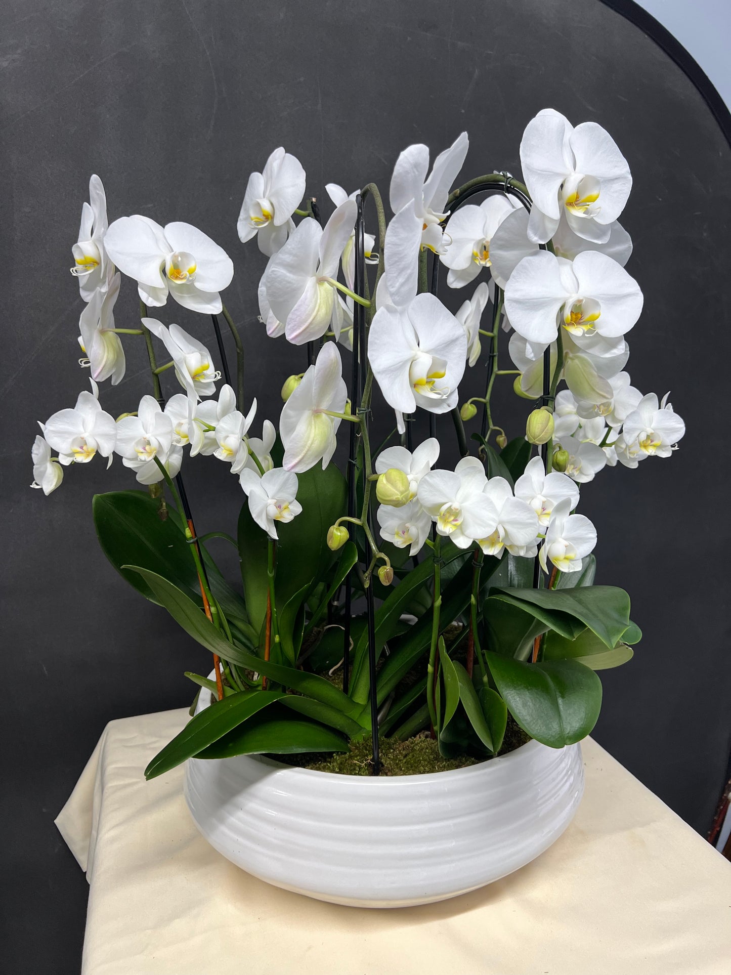 White Large & Mini Orchid Garden