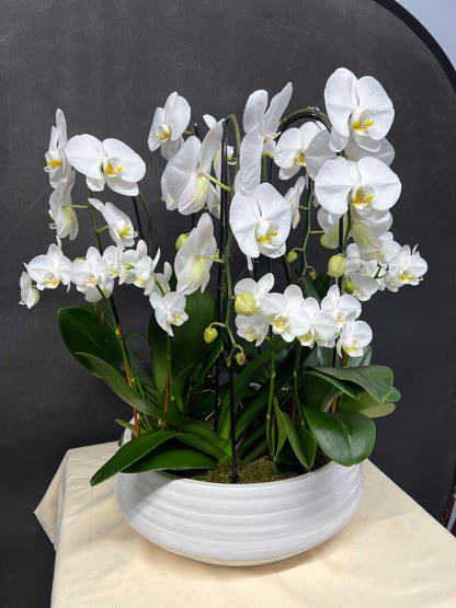 White Large & Mini Orchid Garden
