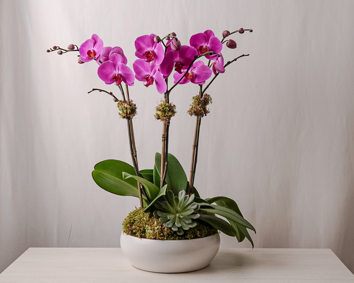 Purple Orchid Triple