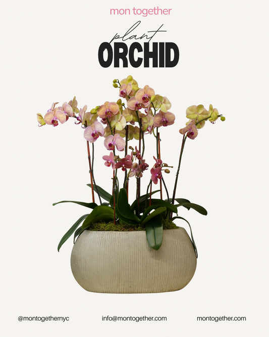 Mixed Peach, Yellow & Purple Orchids