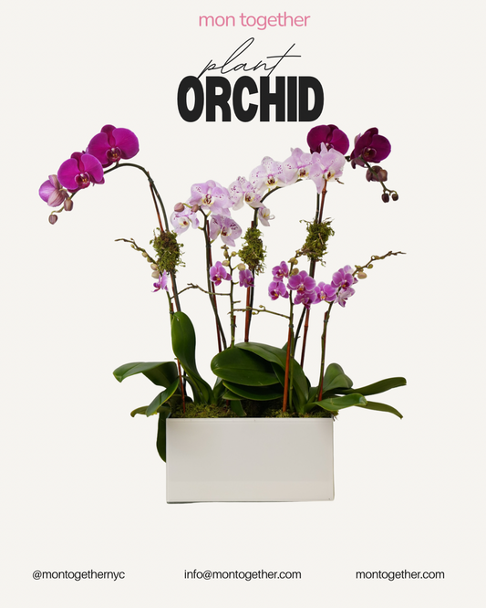 Purple Orchid Garden – Mixed Shades