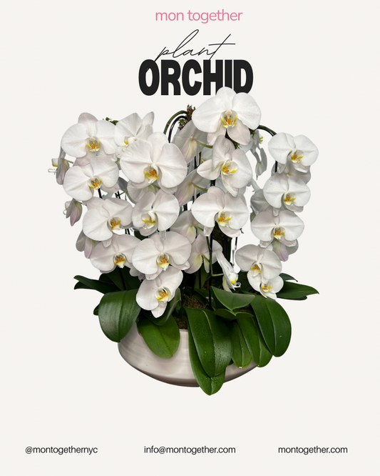 6 Stems White Orchid