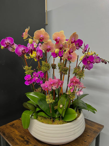 Peach Purple Orchid Garden