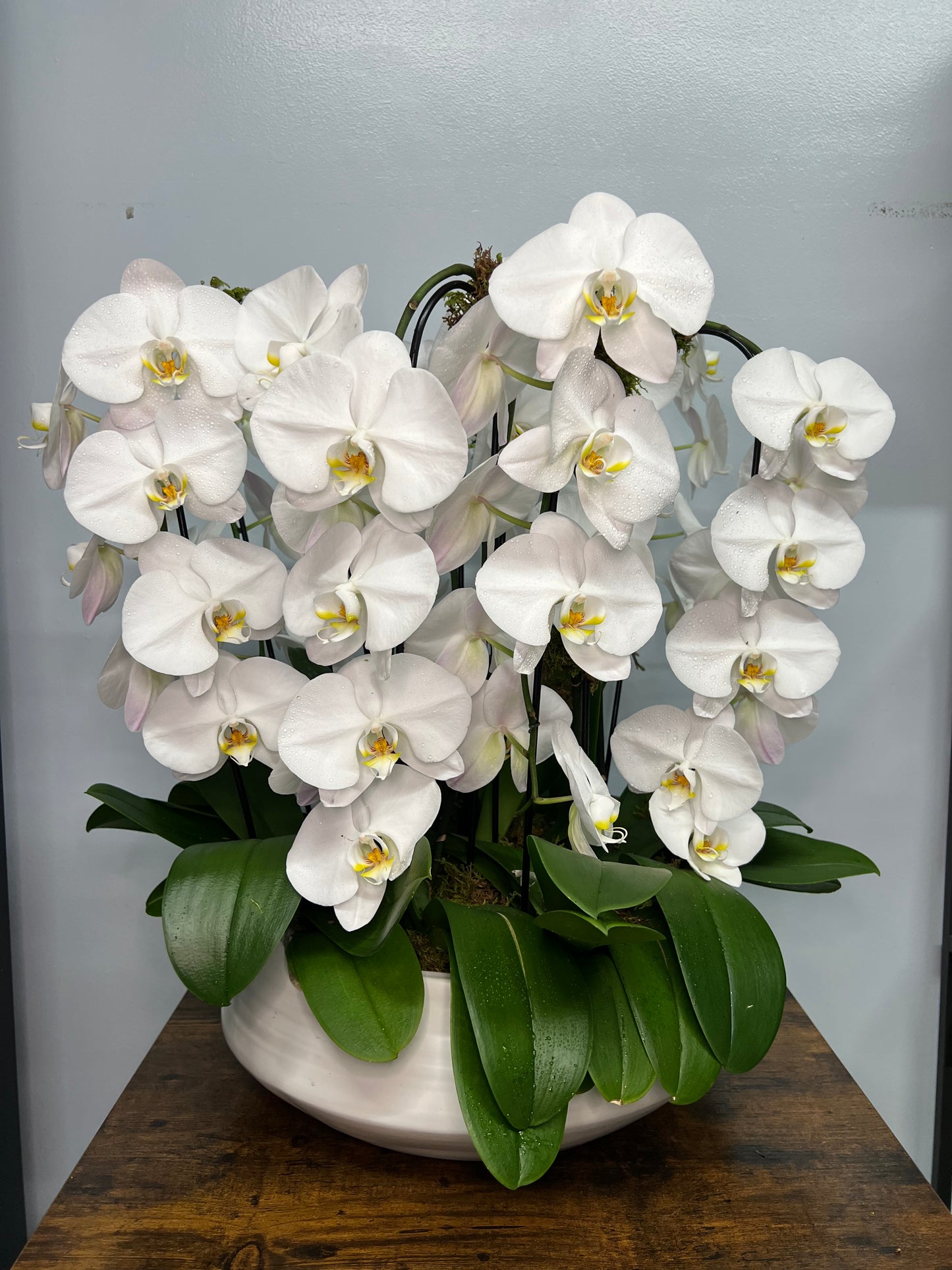 6 Stems White Orchid