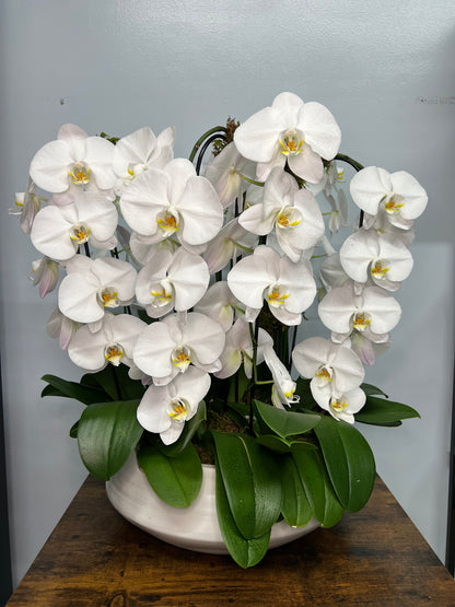 6 Stems White Orchid
