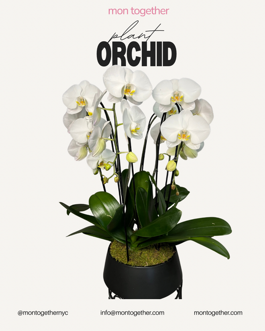 Triple White Cascading Orchid