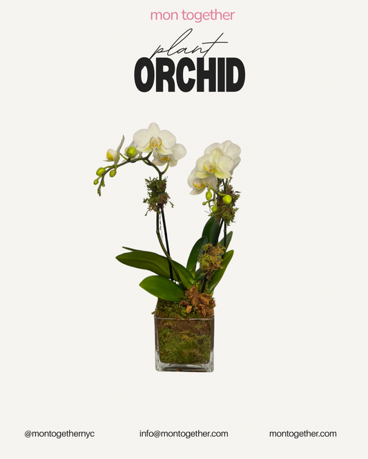 Double White Mini Orchid