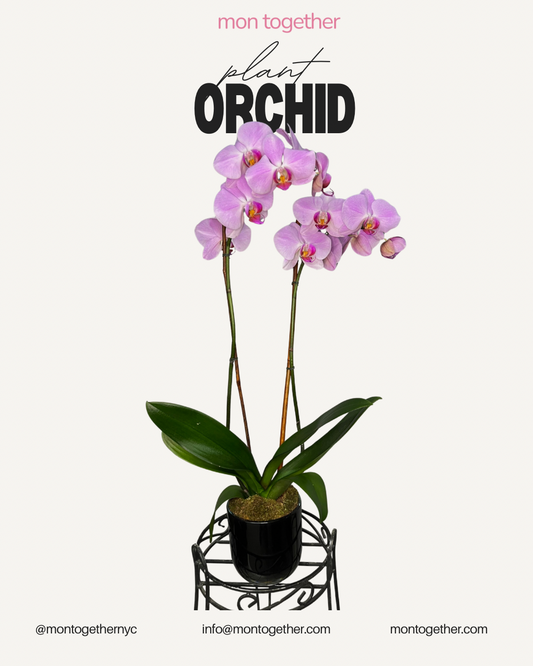 Double Pink Orchid