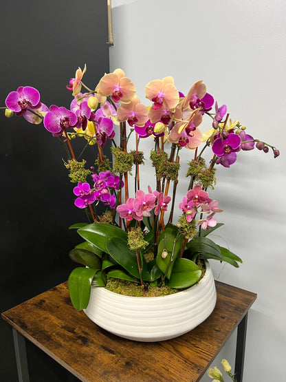 Peach Purple Orchid Garden