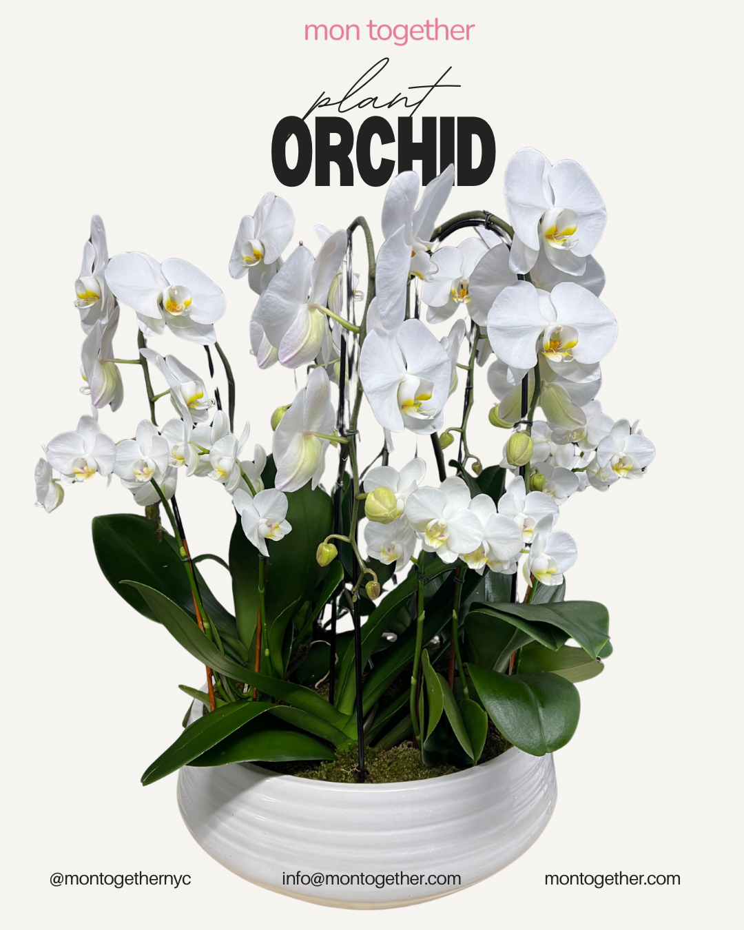 White Large & Mini Orchid Garden