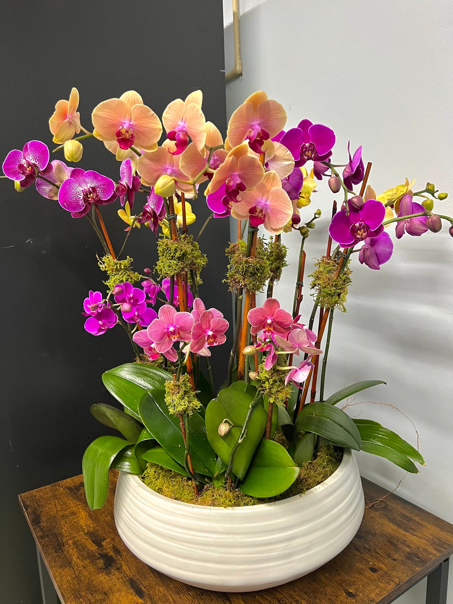 Peach Purple Orchid Garden