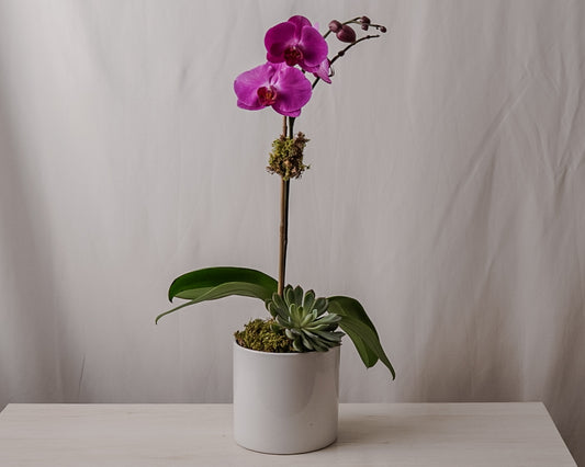 Purple Orchid Single