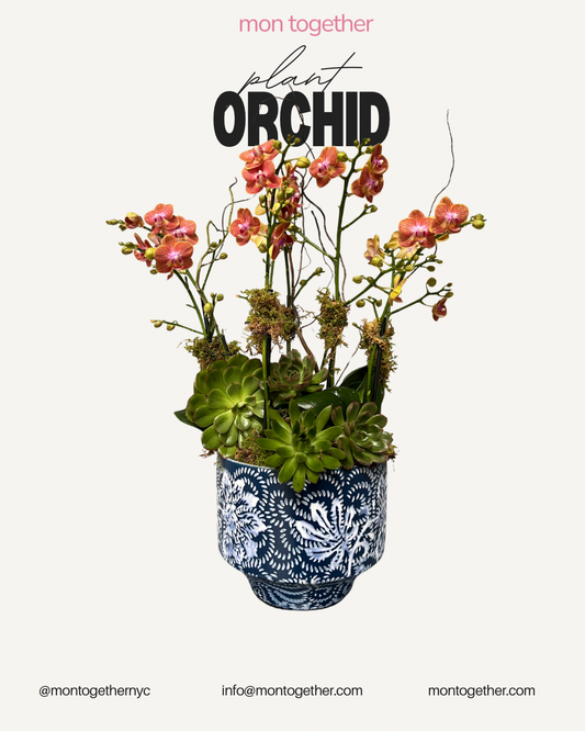 Orange Orchid with Succulent