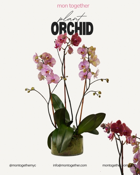 Triple Pink Orchid – Large Stems in Clear Vase